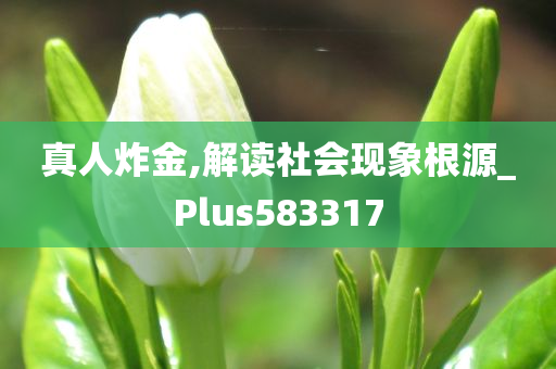 真人炸金,解读社会现象根源_Plus583317